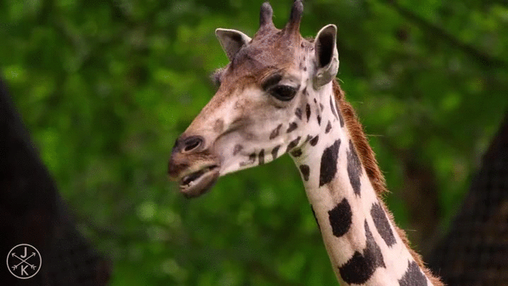 Cute Tongue Baby Giraffe GIF