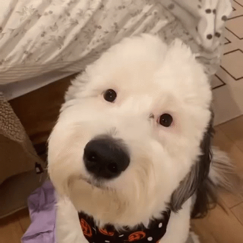 Cute Tuesday Clueless Poodle GIF