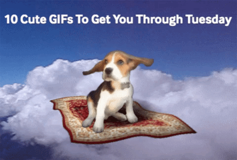 Cute Tuesday Dog Flying GIF