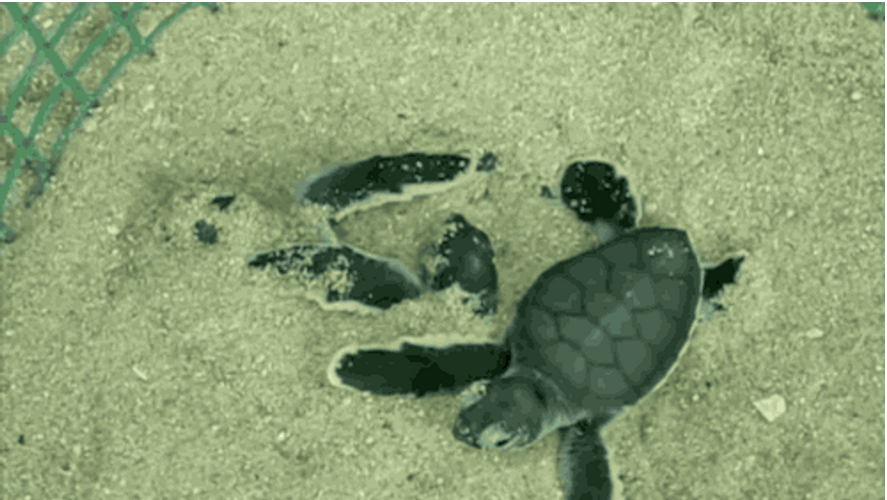 Черепаха за первую минуту проползла 4.7 м