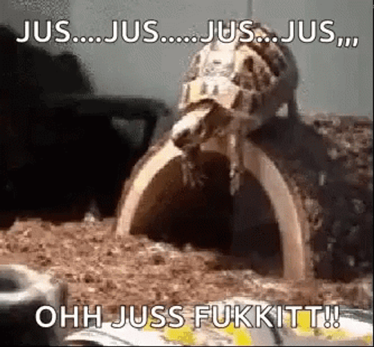 Cute Turtle Funny Faceplant Fall GIF