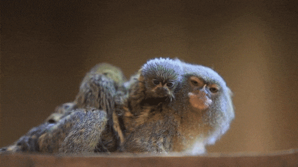 Cute Twin Baby Pygmy Marmoset Monkey Peeking GIF