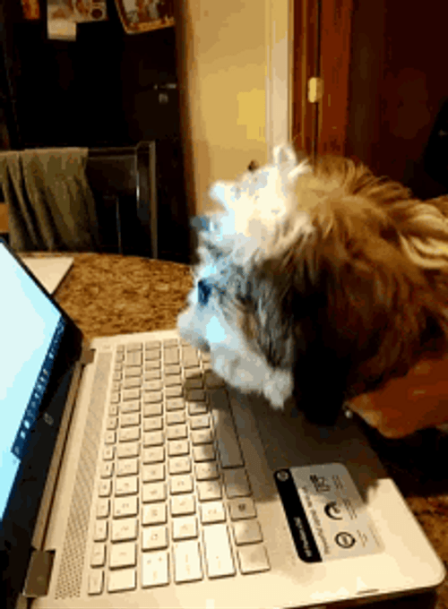 Cute Typing Dog GIF