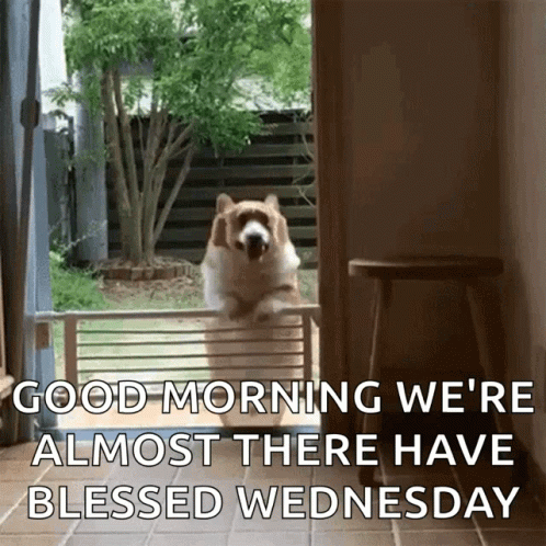 Cute Wednesday Dog Trying To Jump GIF