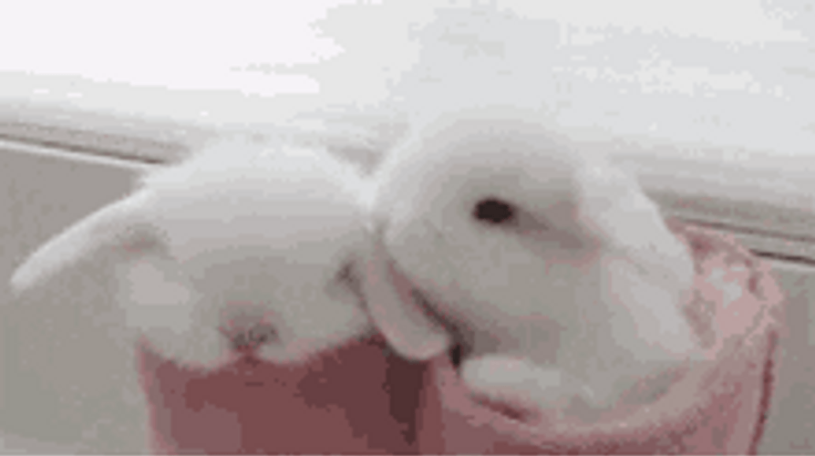 Cute White Bunnies Licking Ear GIF