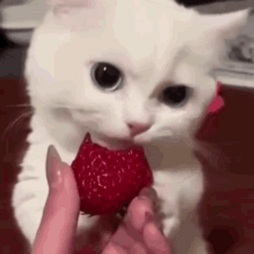 Cute White Cat Eating Strawberry GIF