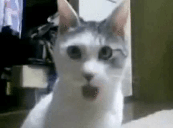 Cute White Cat Ohhh Shocked Reaction GIF
