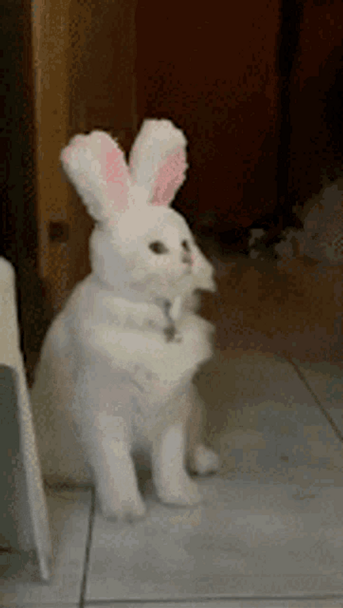 Cute White Cat Rabbit Head Bow GIF