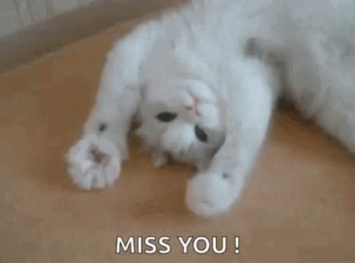 Cute White Cat We Miss You GIF