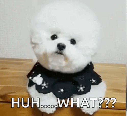 Cute White Confused Dog Huh What GIF
