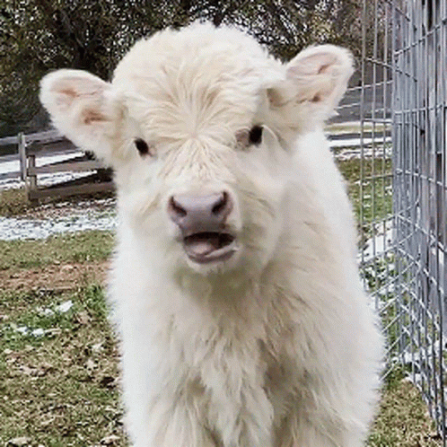 Cute White Cow Chewing GIF