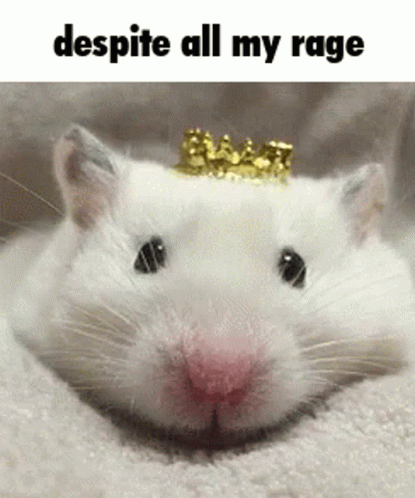 Cute White Crowned Rat Meme GIF