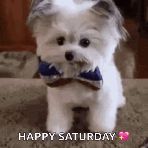 Cute White Dog Happy Saturday GIF