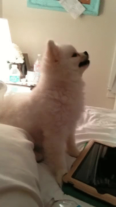 Cute White Dog Sneeze GIF