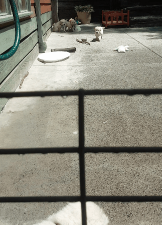 Cute White Dogs Called For Lunch Time GIF