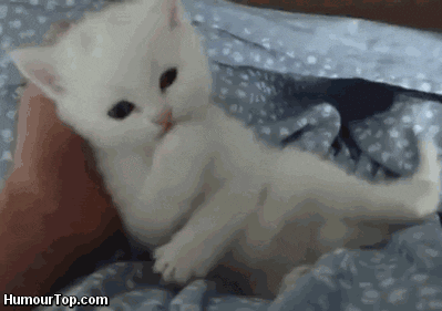 Cute White Moving Cat Biting Hand GIF