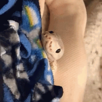 Cute White Snake Yawning GIF
