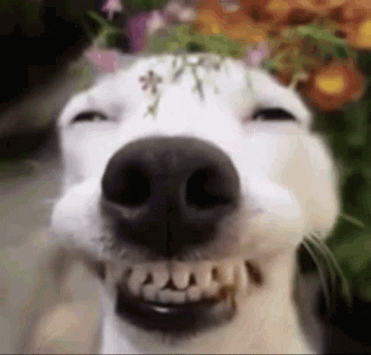 Cute Wide Dog Smile Enjoying Flowers GIF