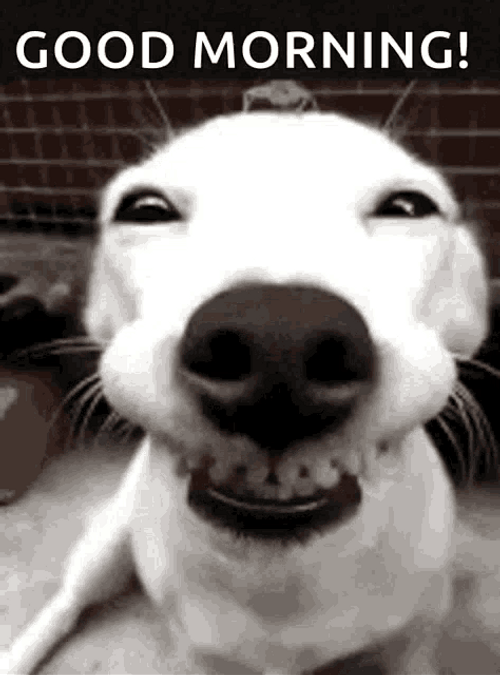 Cute Wide Smile Good Morning Puppy Greeting GIF
