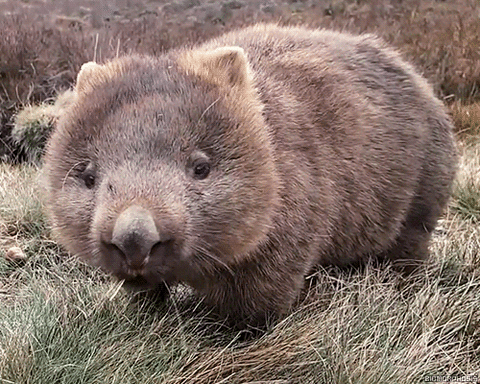 Cute Wombat Chewing Gum GIF