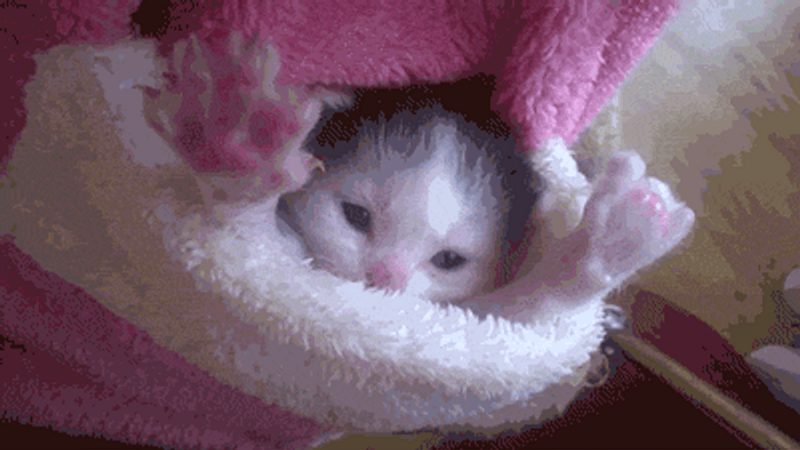 Cute Yawning Kitten Good Morning GIF