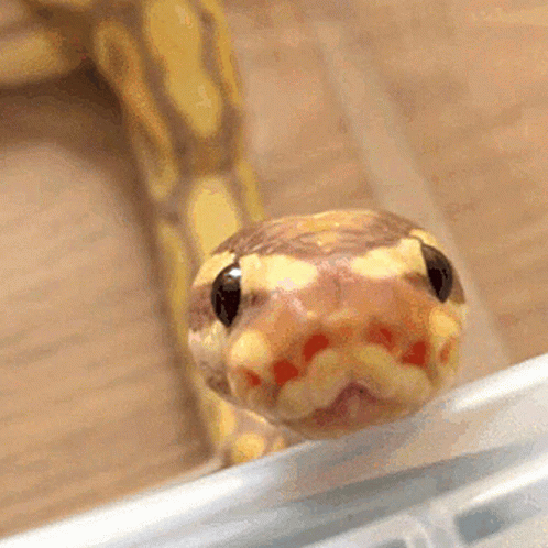 Cute Yellow Snake Hissing GIF