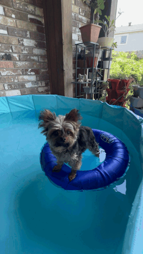 Cute Yorkie Dogpool GIF