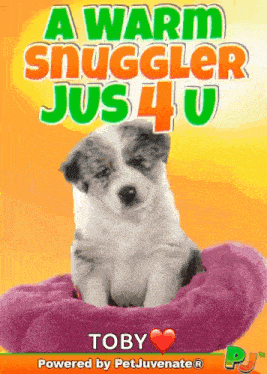 Cuteest Cute Snuggle Cuddle Puppy Funny Gif Gif GIF