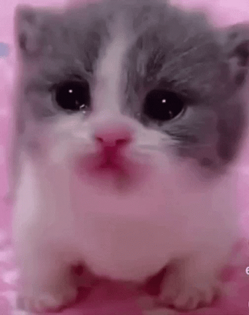 Cutie Face Of Crying Cat GIF