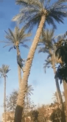 Cutting Coconut Tree GIF
