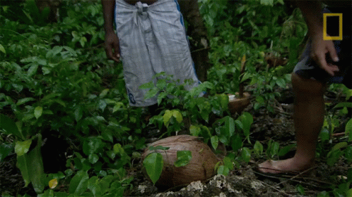 Cutting The Coconut Tree Fruit GIF