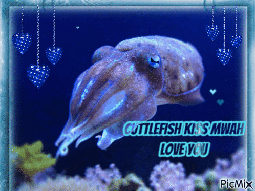 Cuttlefish Saying Cuttlefish Kiss Mwah Love You