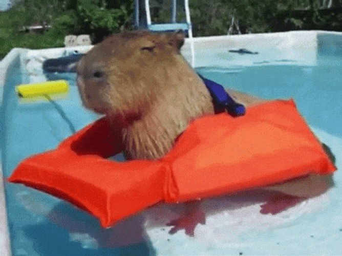 Capybara Gif File 2811kb GIF