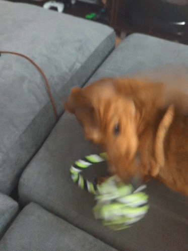 Dachshund Attacking Dog Toy GIF