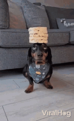 Dachshund Balancing Pile GIF