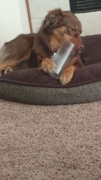 Dachshund Dog Lick Glass GIF