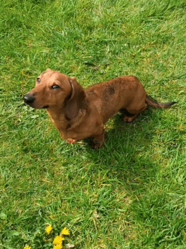 Dachshund Dog Looking Up GIF