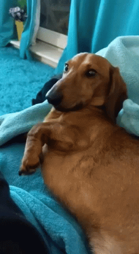 Dachshund Dog Tongue Out GIF