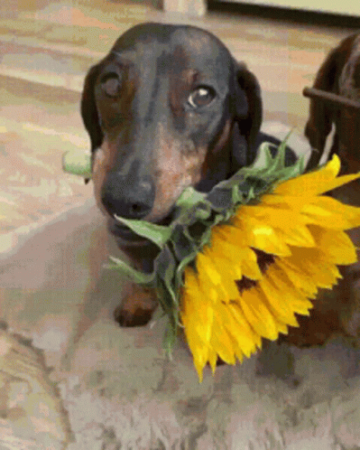 Dachshund Dog With Flowers GIF