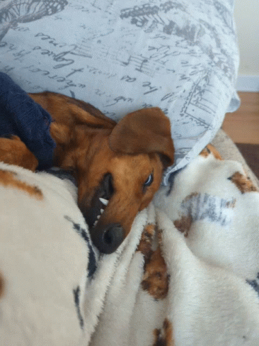 Dachshund Eye Rolling Sleeping GIF