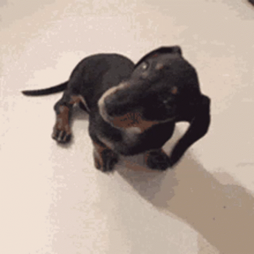 Dachshund Head Rotating GIF
