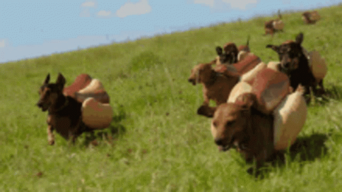 Dachshund Hotdog Sandwich Running On Field GIF