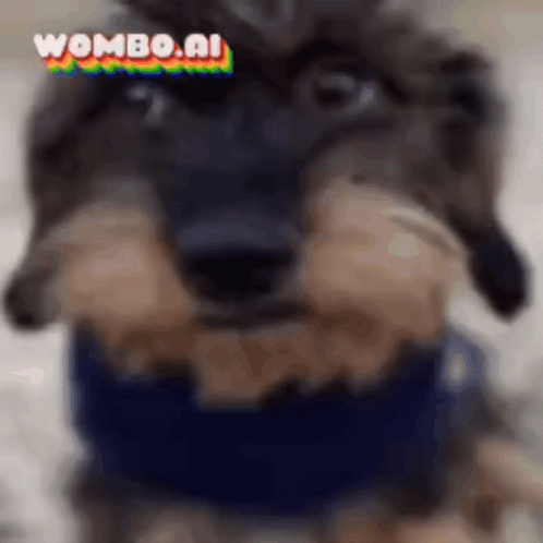 Dachshund in Blue Scarf Funny Face