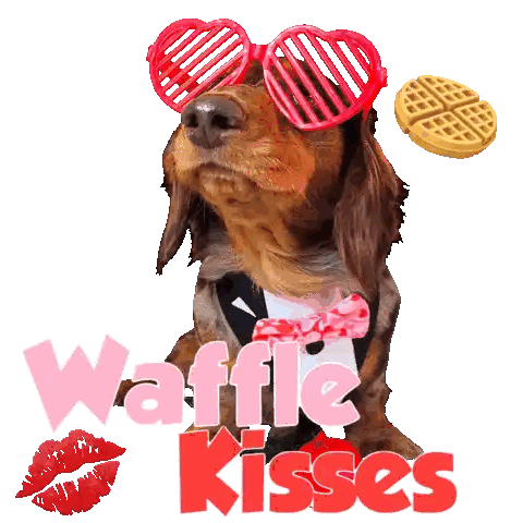 Dachshund in Heart Sunglasses and Bow Tie Waffle Kisses