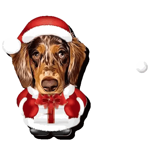Dachshund in Santa Hat Holding Gift