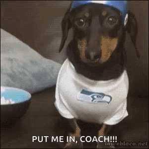 Dachshund In Seahawks Shirt Hat Put Me In Coach