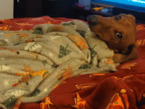 Dachshund Just Woke Up GIF
