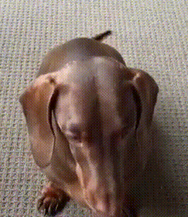 Dachshund Laying Down