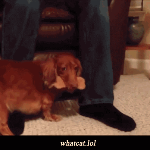 Dachshund Laying Next To Feet With Whatcat.lol GIF