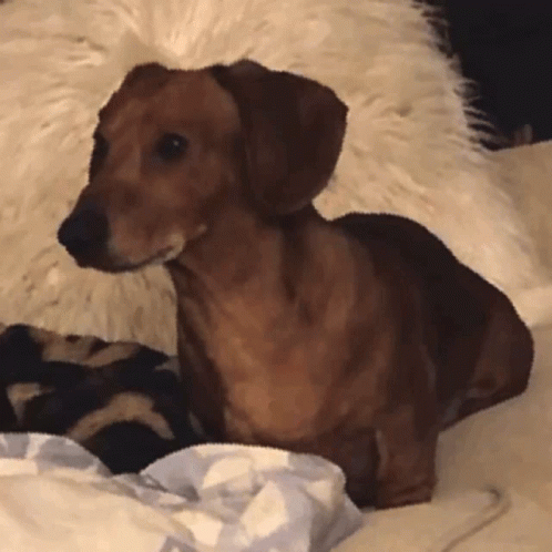 Dachshund Laying on Bed With Furry Pillow
